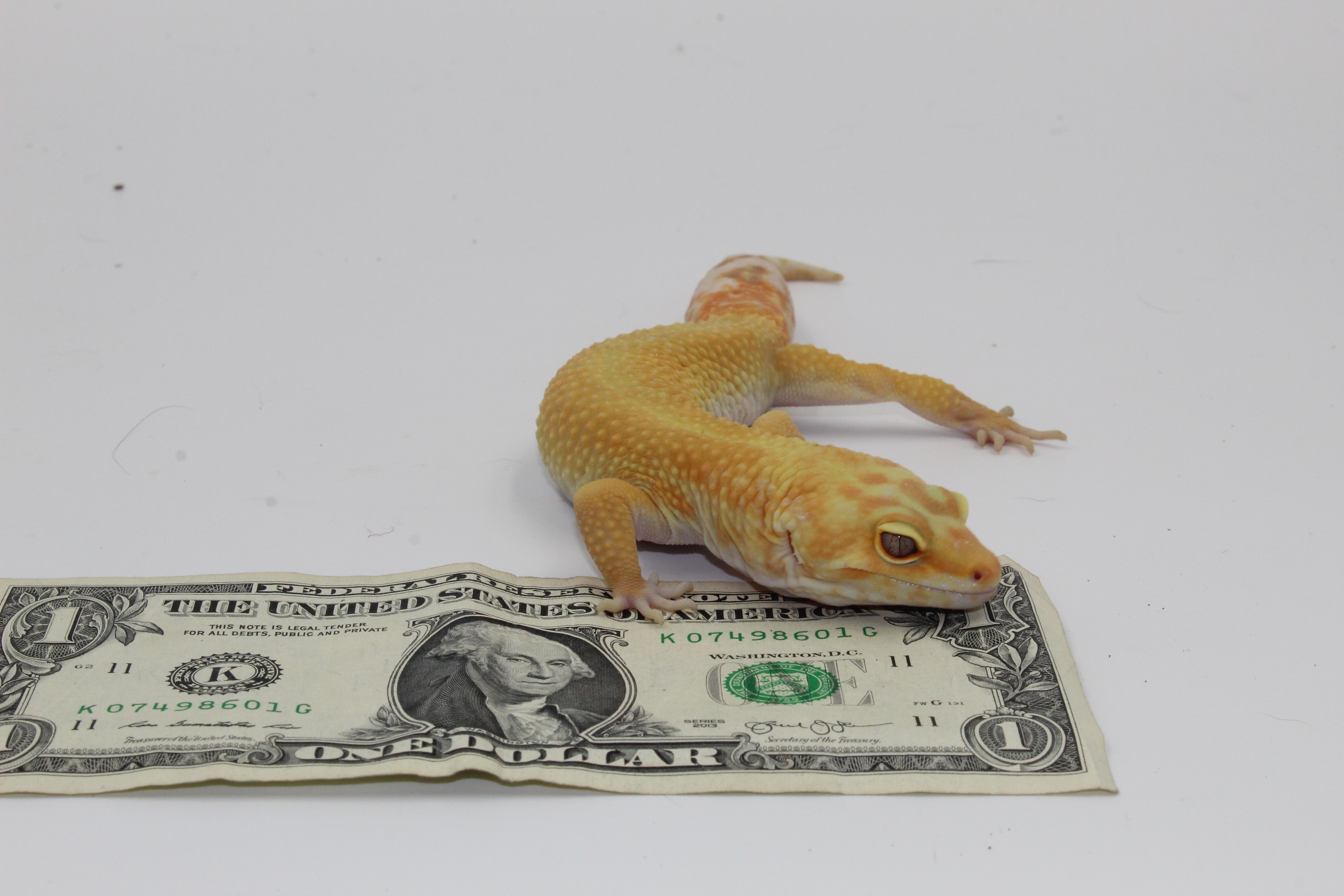 Male Rainwater Leopard Gecko by See More Exotics LLC