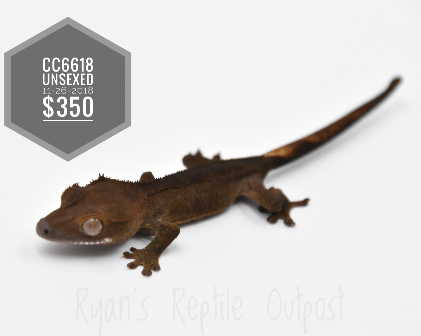 Dark Line Cc6618 Crested Gecko by Ryan's Reptile Outpost