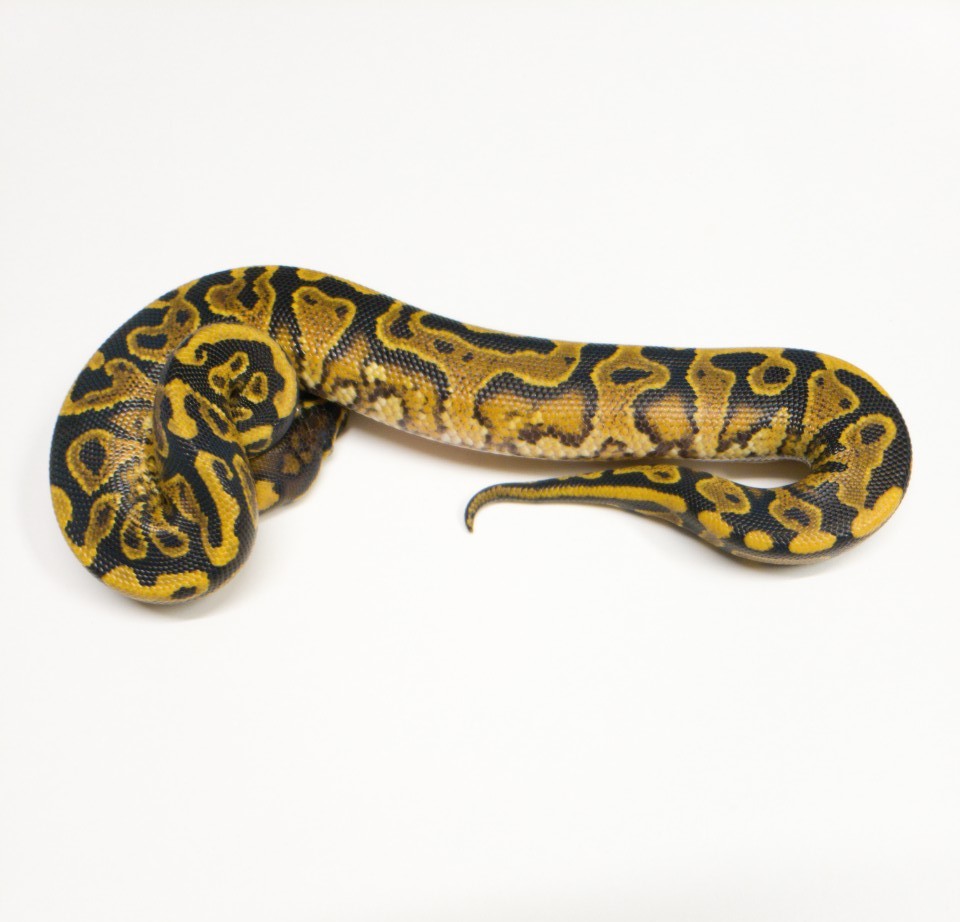 Phenomenon Ball Python by Alamo City Reptiles