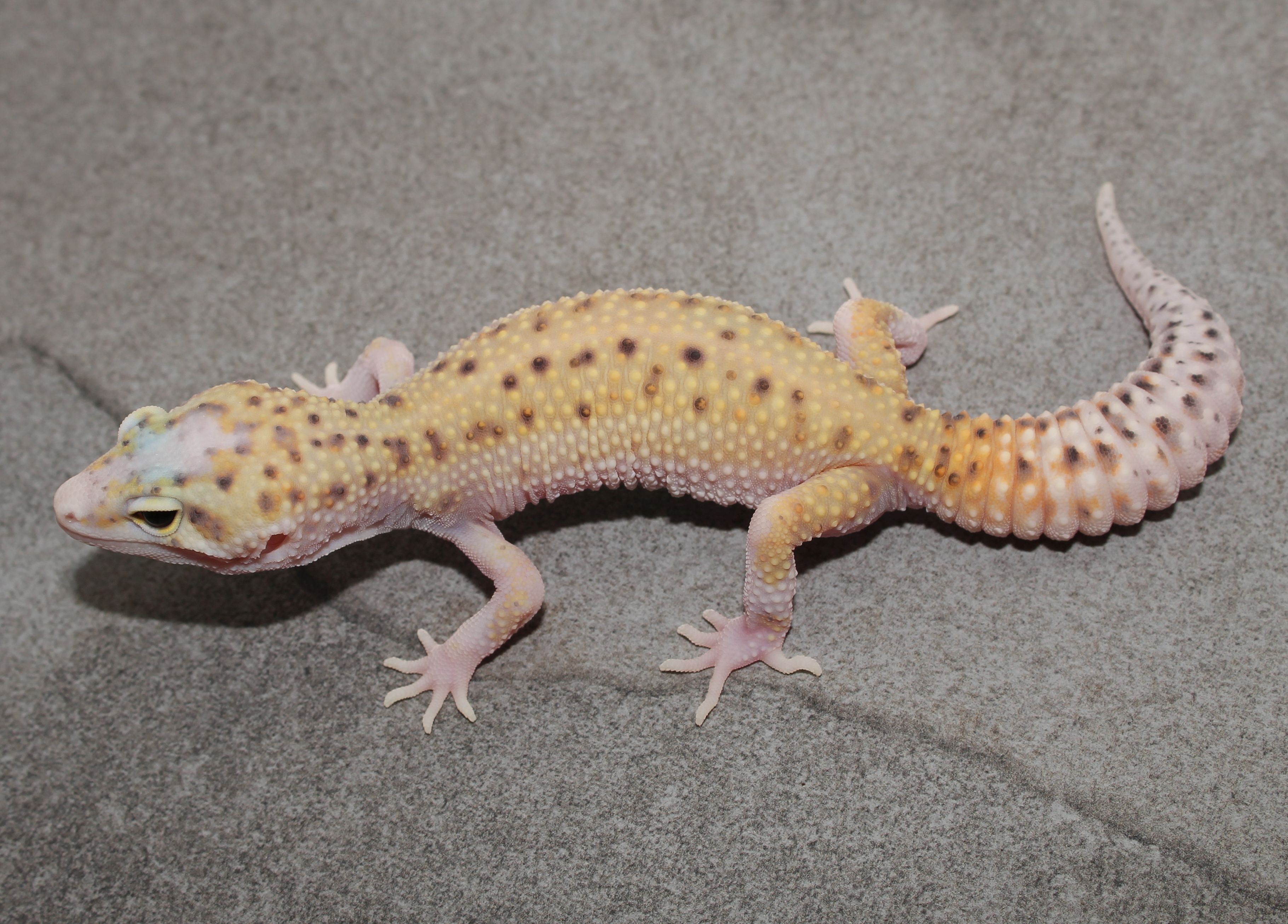 Eclipse Leopard Gecko by Impeccable Gecko