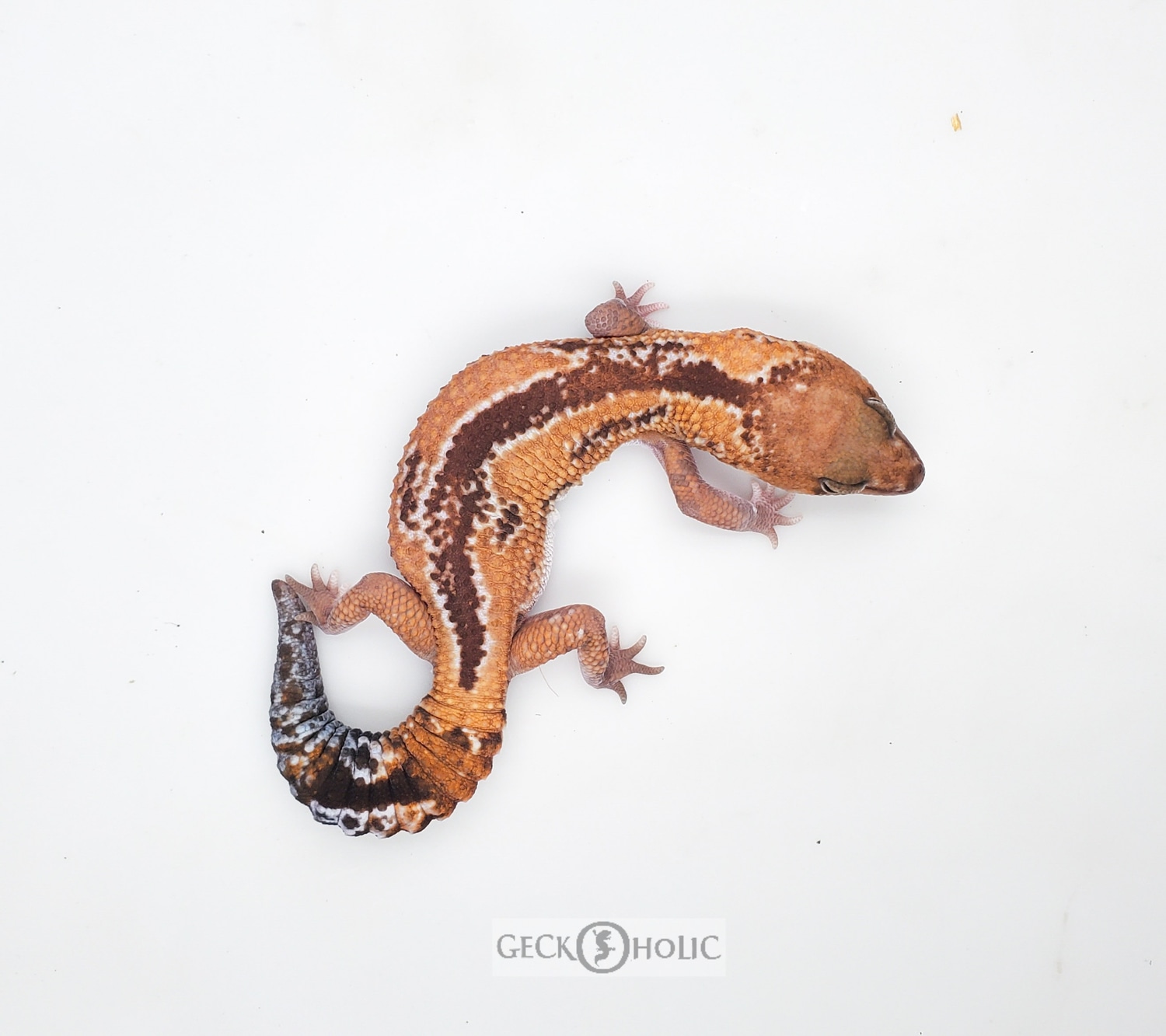 Tangerine Zulu 100% Het Caramel African Fat-Tailed Gecko by Geckoholic