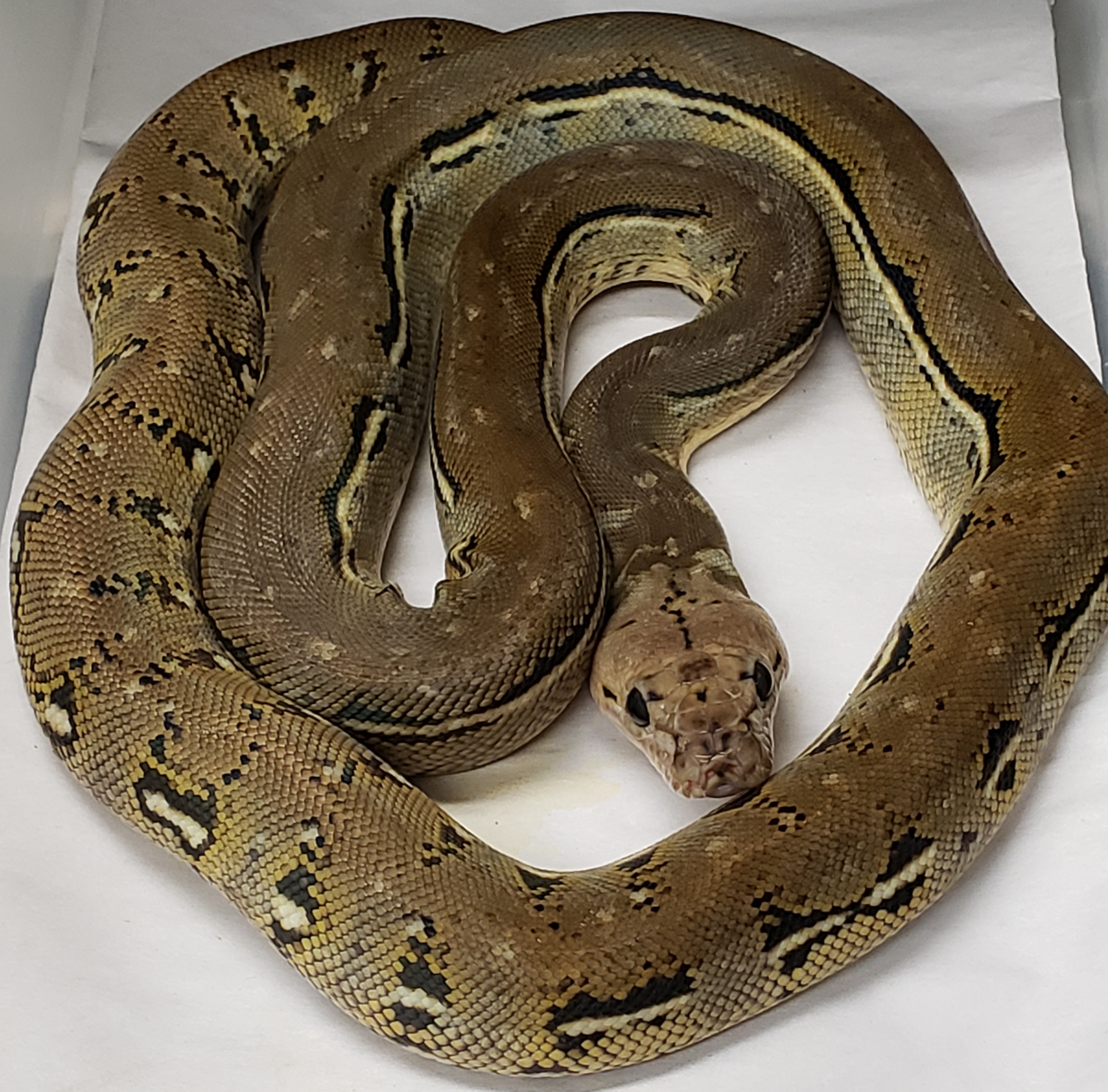 Anthrax Reticulated Python by In Your Face Exotix