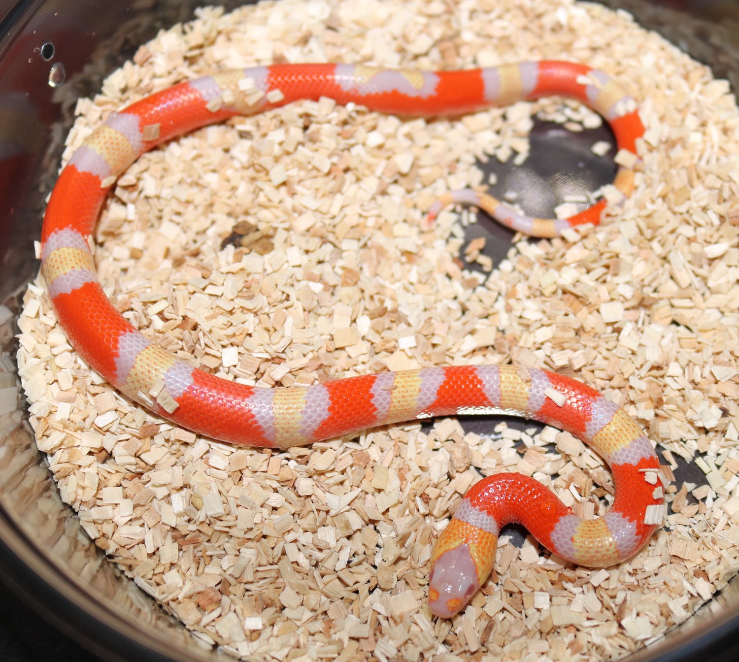 Apricot Albino Het Anery Honduran Milk Snake by Wards World Of Reptile Propagation