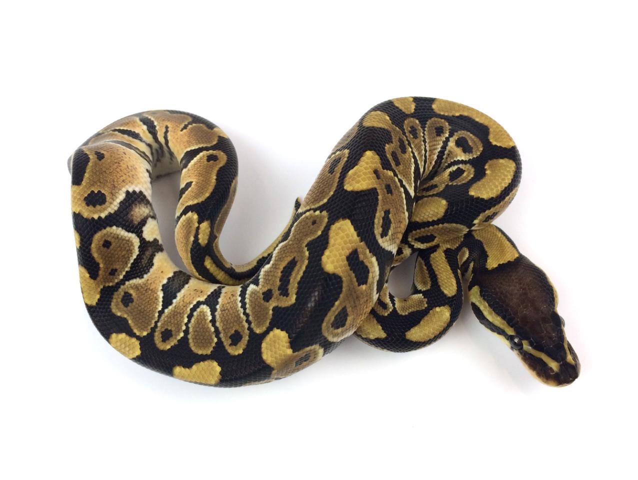 Normal Ball Python by Royal Constrictor Designs