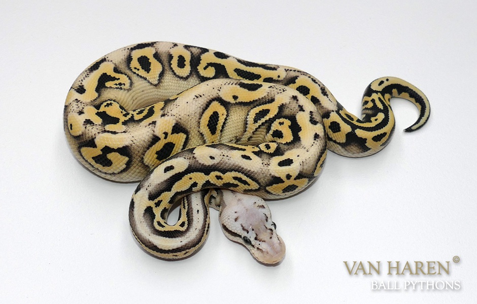 Amur Desert Ghost Pewter Yellowbelly Harlequin Ball Python by Van Haren Ball Pythons