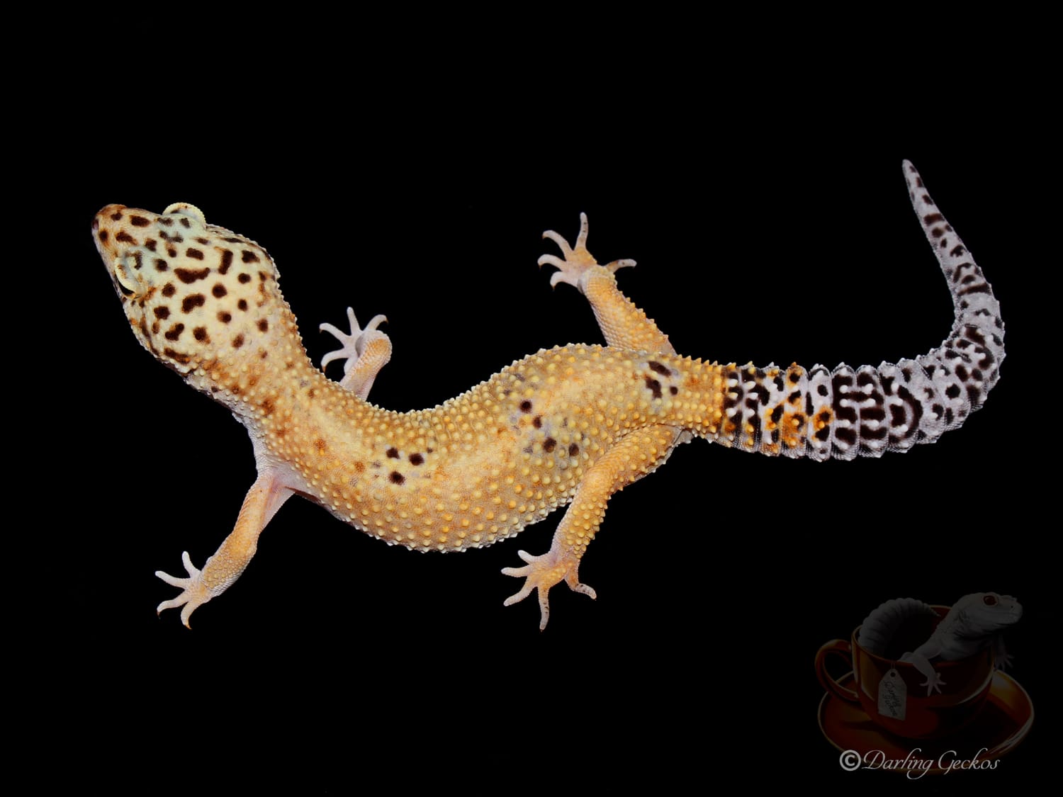 Atomic Afghan Cross No Hets Leopard Gecko by Darling Geckos