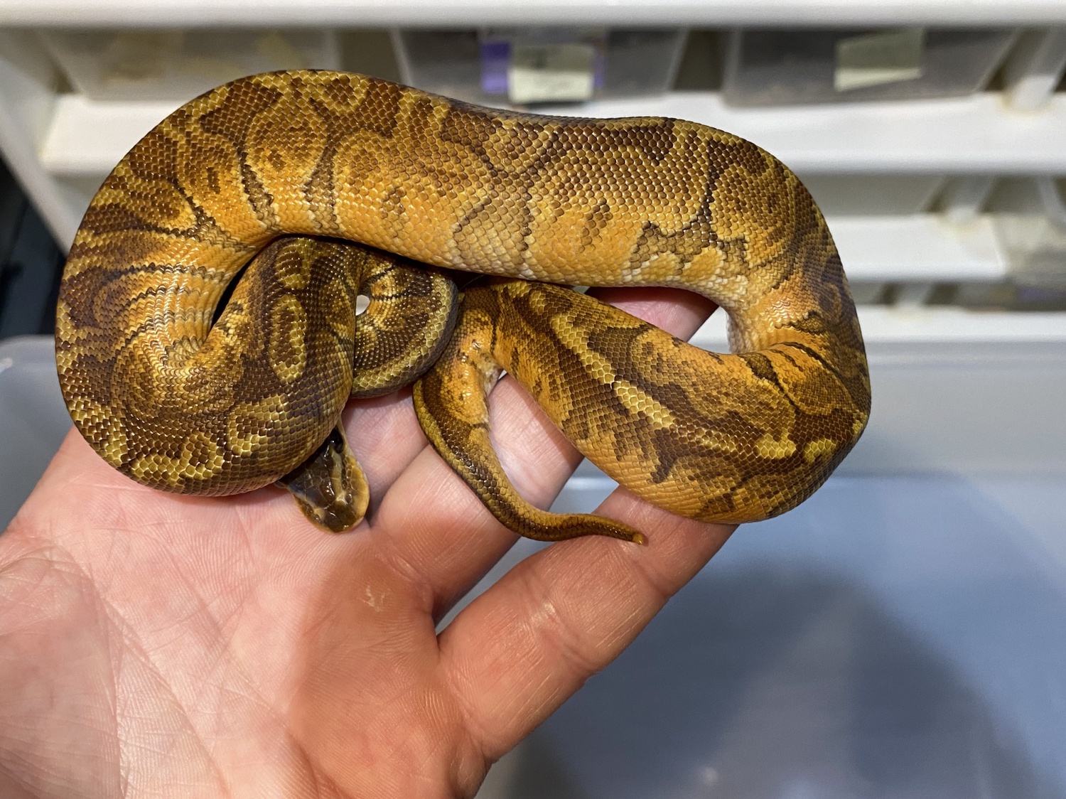 Sunset Ball Python by Brock Wagner Reptiles