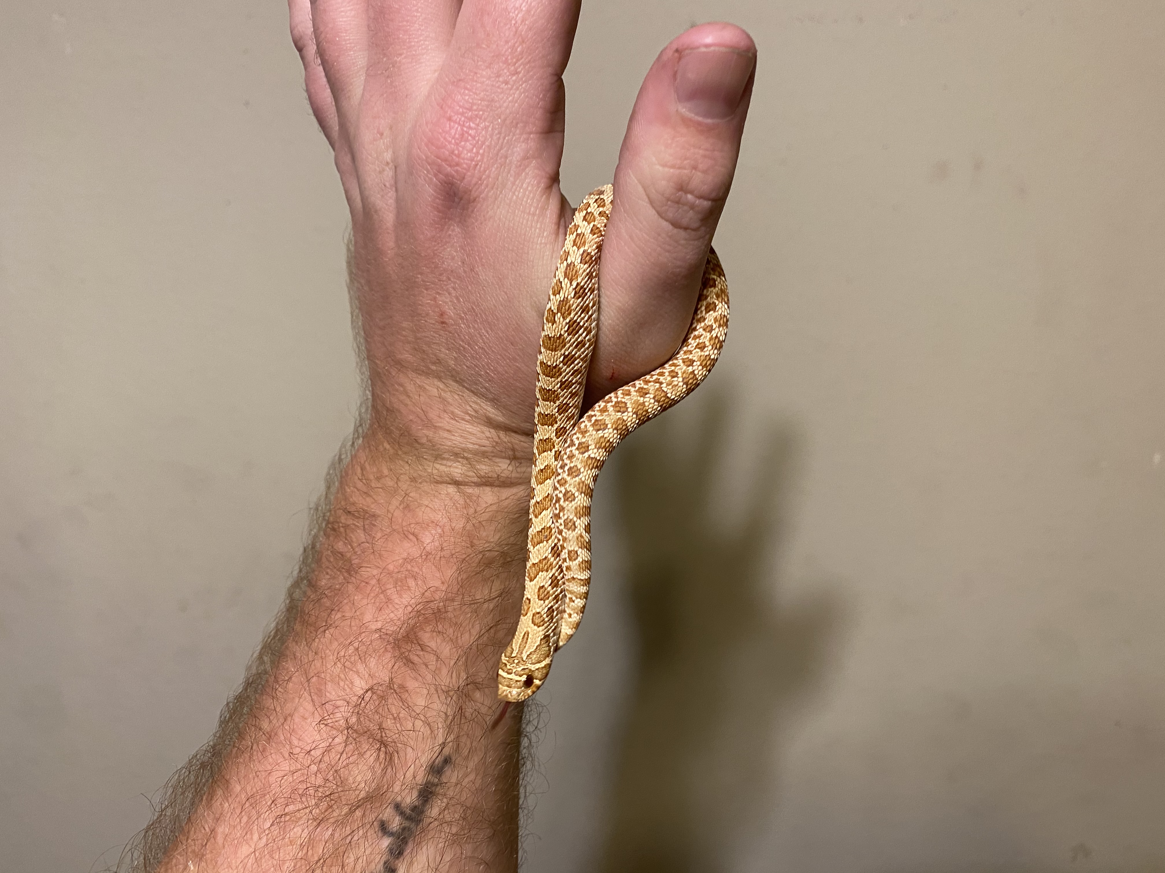 Evans Hypo Western Hognose by The Reptile Temple