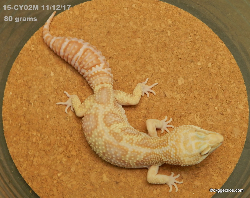 Rainwater Albino-Male Leopard Gecko by CKGgeckos.com