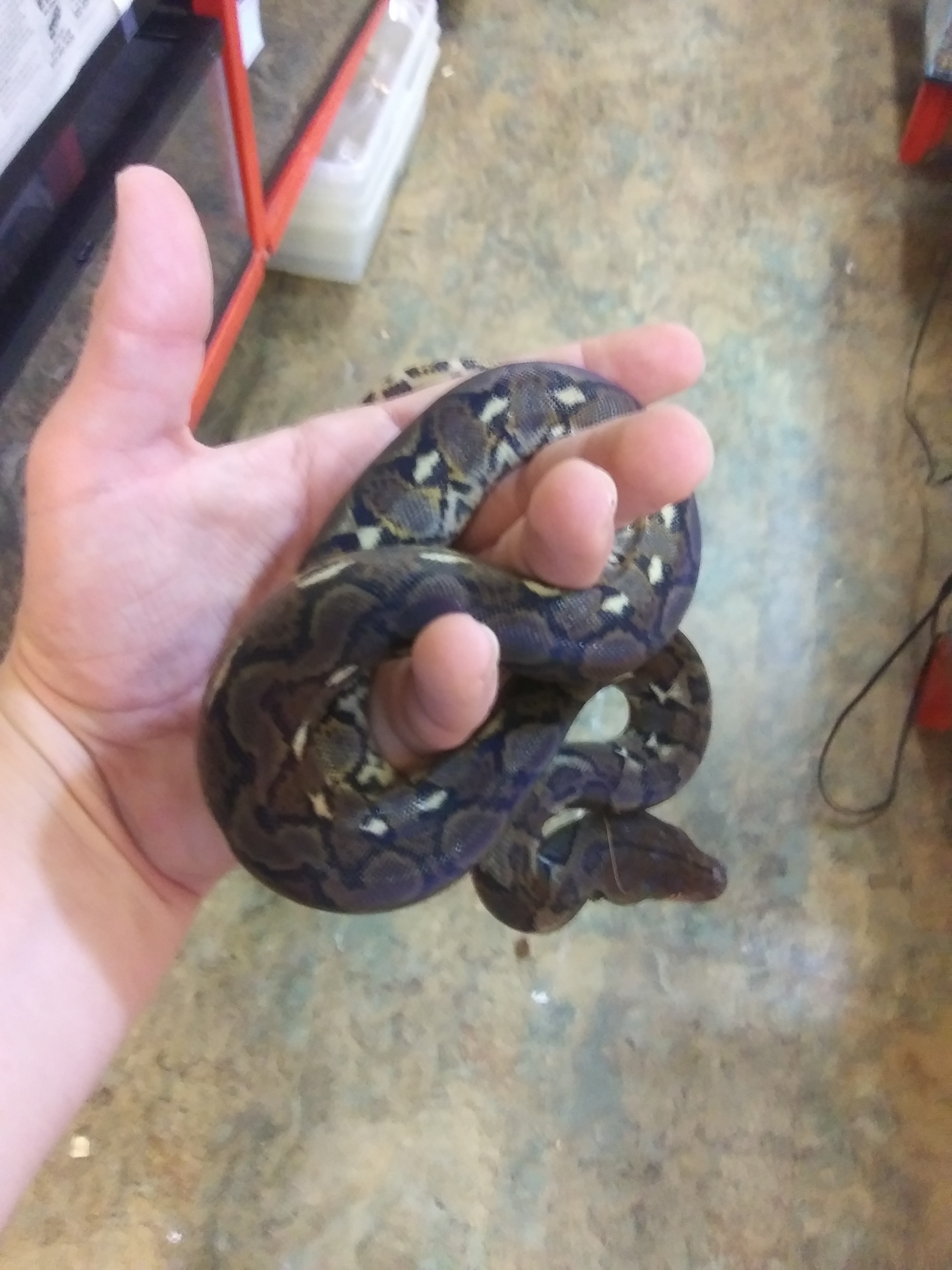 Normal Reticulated Python by Snsnakes