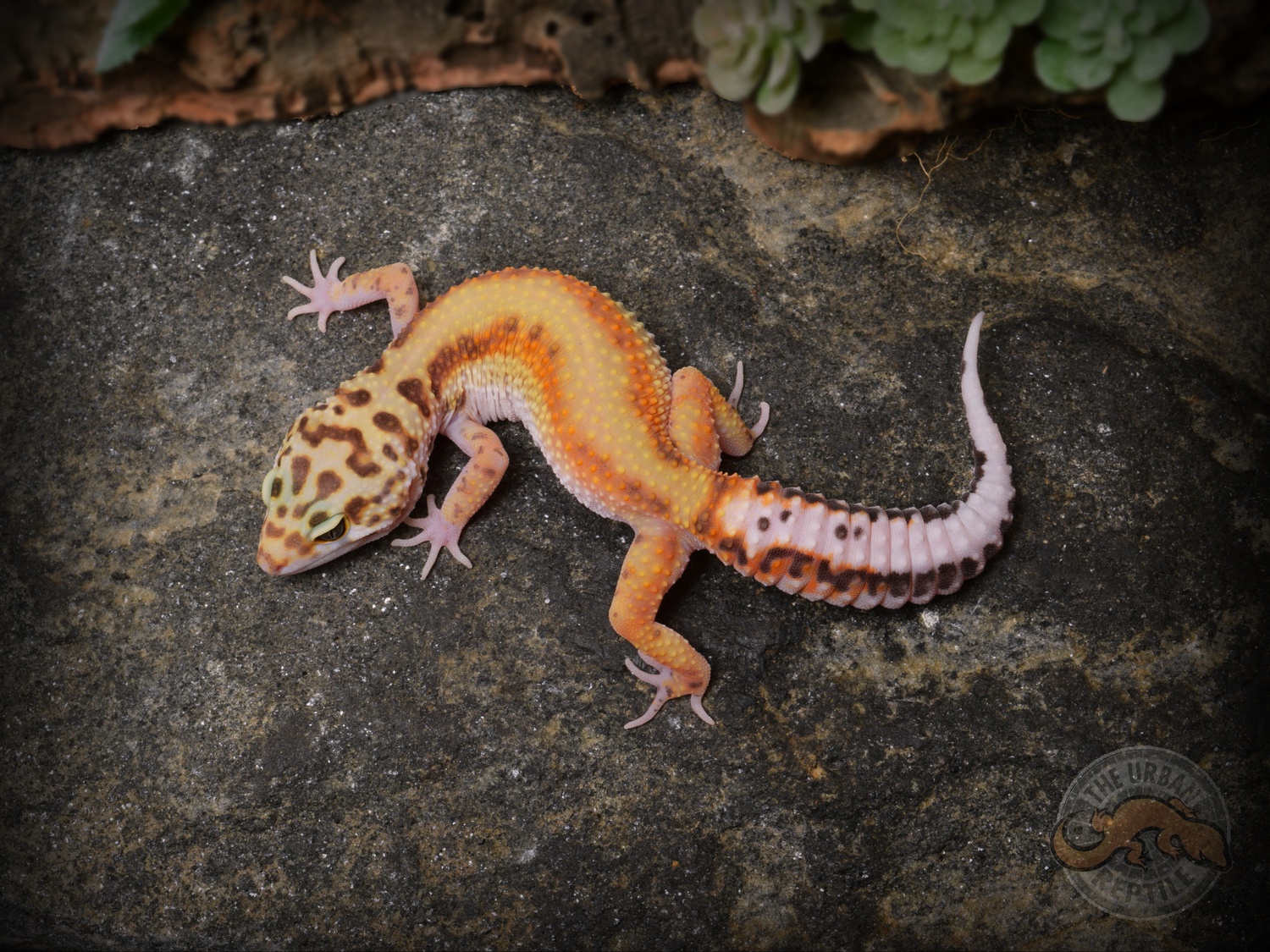 White & Yellow Red Stripe Leopard Gecko by The Urban Reptile