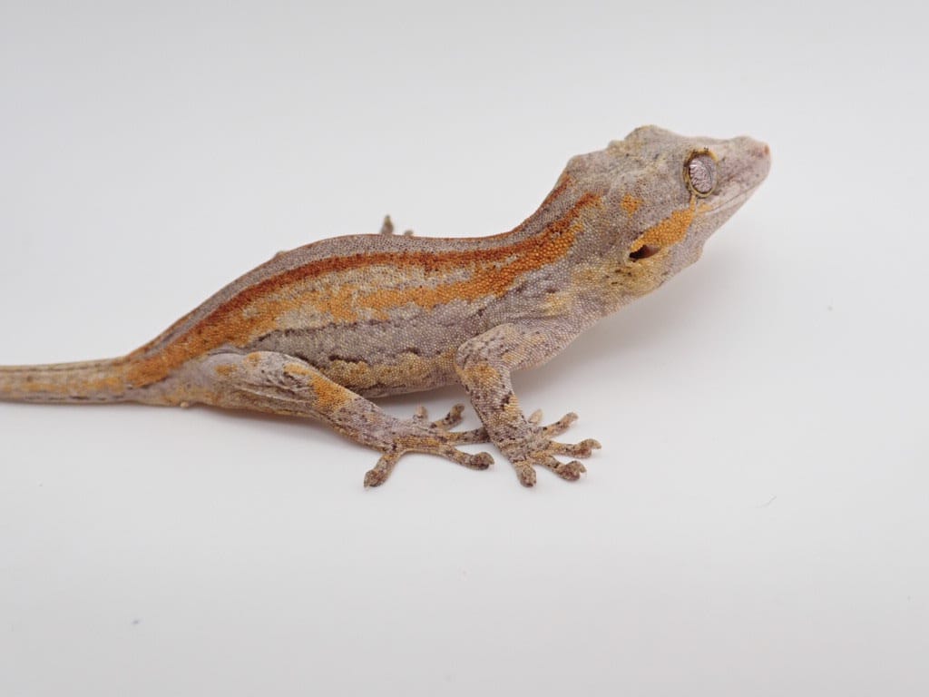 Red And Orange Super Stripe Possible Male Gargoyle Gecko by Lick Your Eyeballs