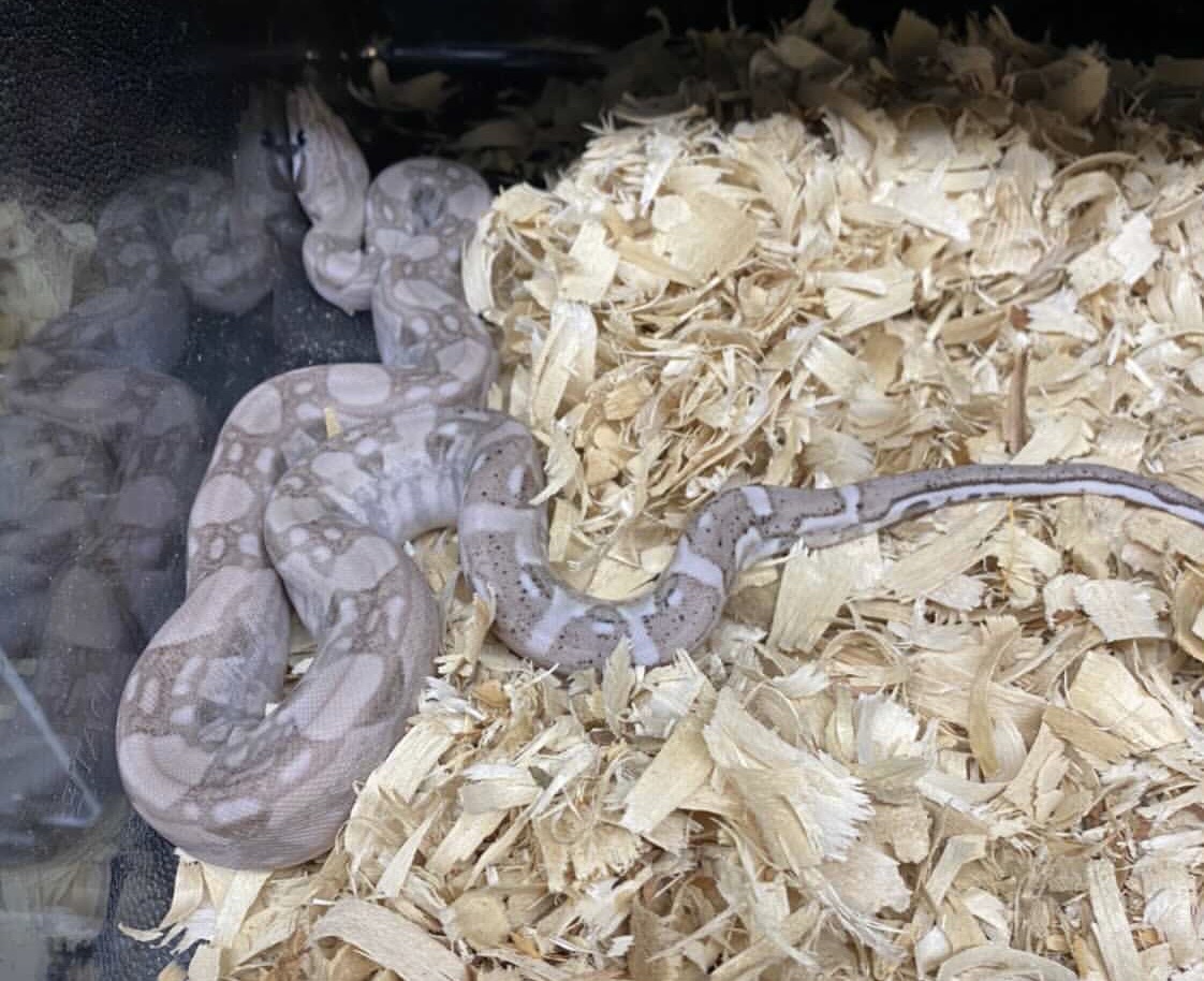 Carbon Ghost Het VPI T+ Sub Adult by Boaffliction.com