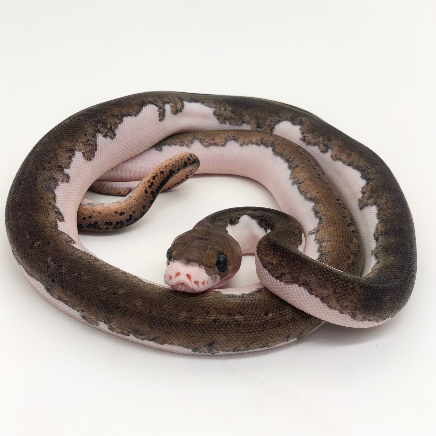 2020 Male Pied Reticulated Python by J&M Reptiles