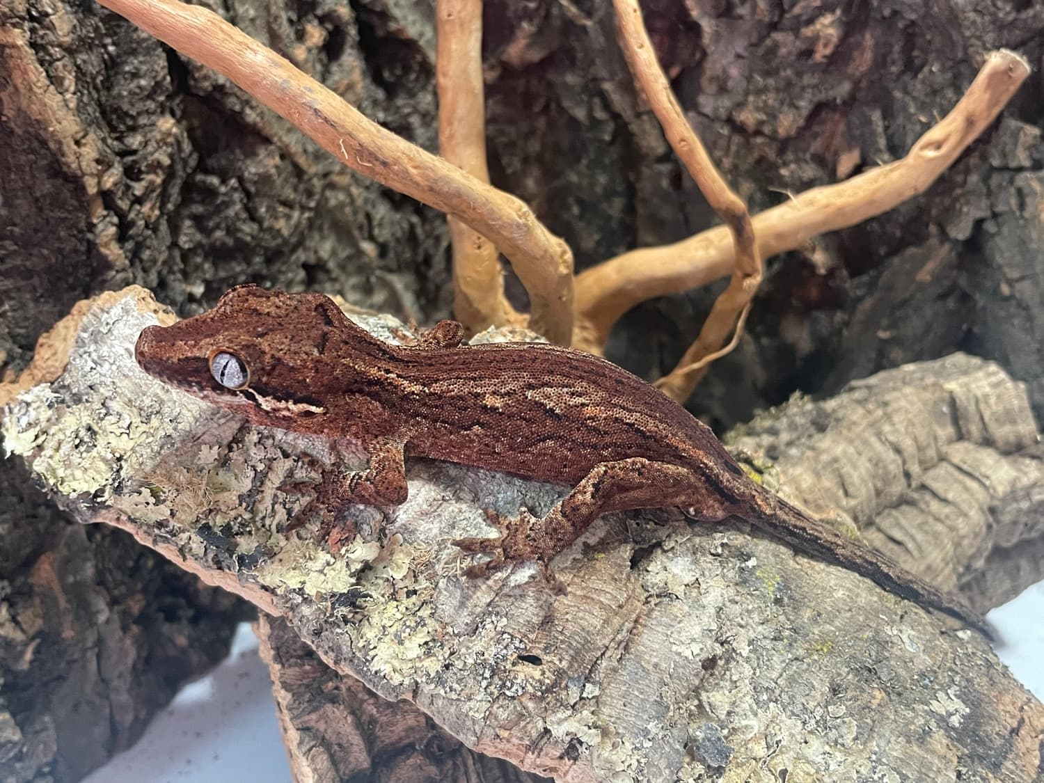 Striped Gargoyle Gecko For Sale, Male, Currently Feeding On Pangea Complete Diets by Gravidy's Geckos