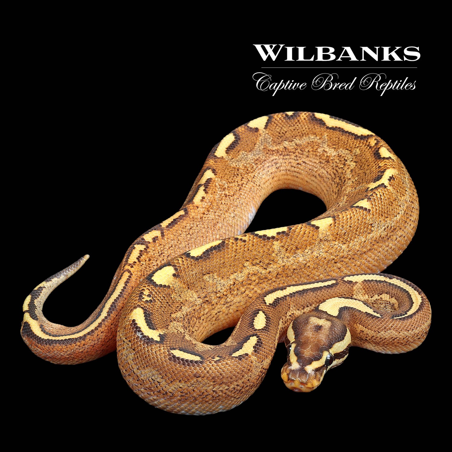 Sugar Asphalt Spark Ball Python by Wilbanks Captive Bred Reptiles