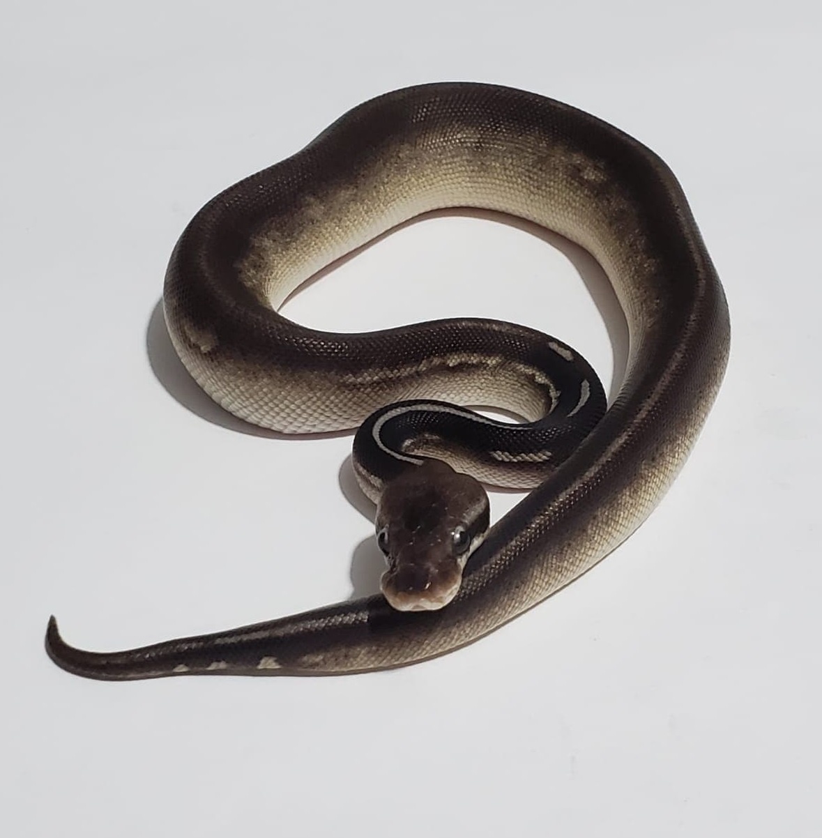 Epic Pewter Mojave Het Ghost Ball Python by The-snakes Garage