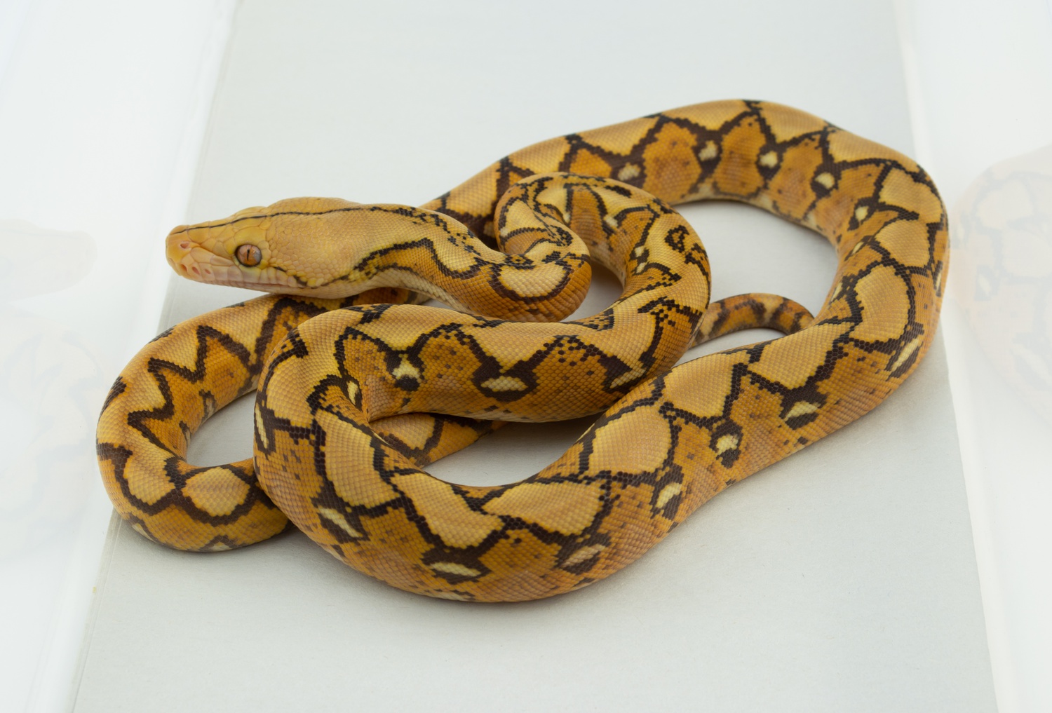 Mochino Sunfire 66% Poss Double Het Anthrax Genetic Stripe Reticulated Python by Warren Reptiles
