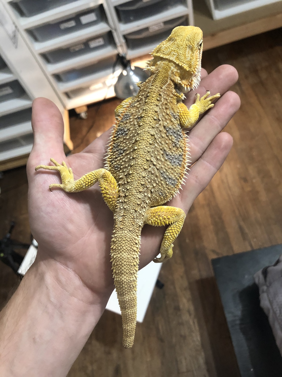 Citrus Tiger Blue Bar Pos Het Hypo Central Bearded Dragon by Safe Haven Care&Quality