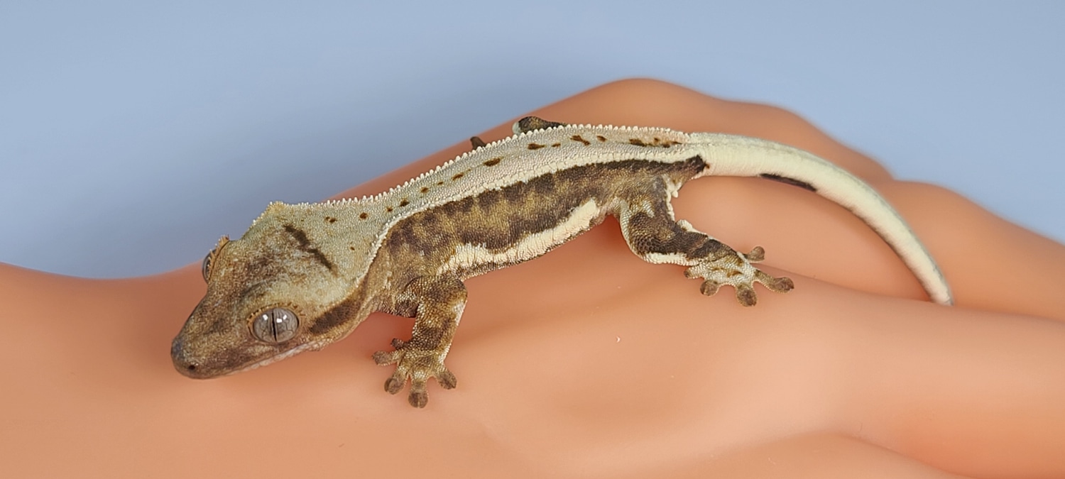 Yellow Base Lw Crested Gecko by Kryptic Morphs LLC