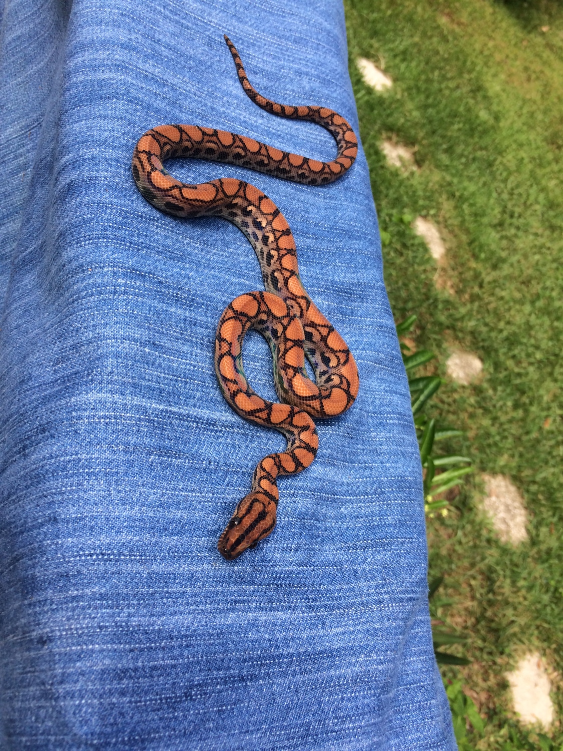 2018 Yearling Bessette Calico Line Pos Het Eugene Stripe Brazilian Rainbow Boa by Reese Rainbows and Reptiles