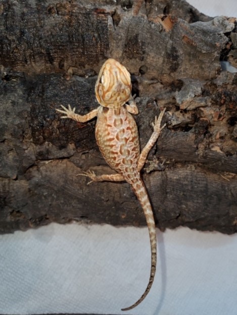 Silkback Central Bearded Dragon by Archibald’s Exotic Reptiles