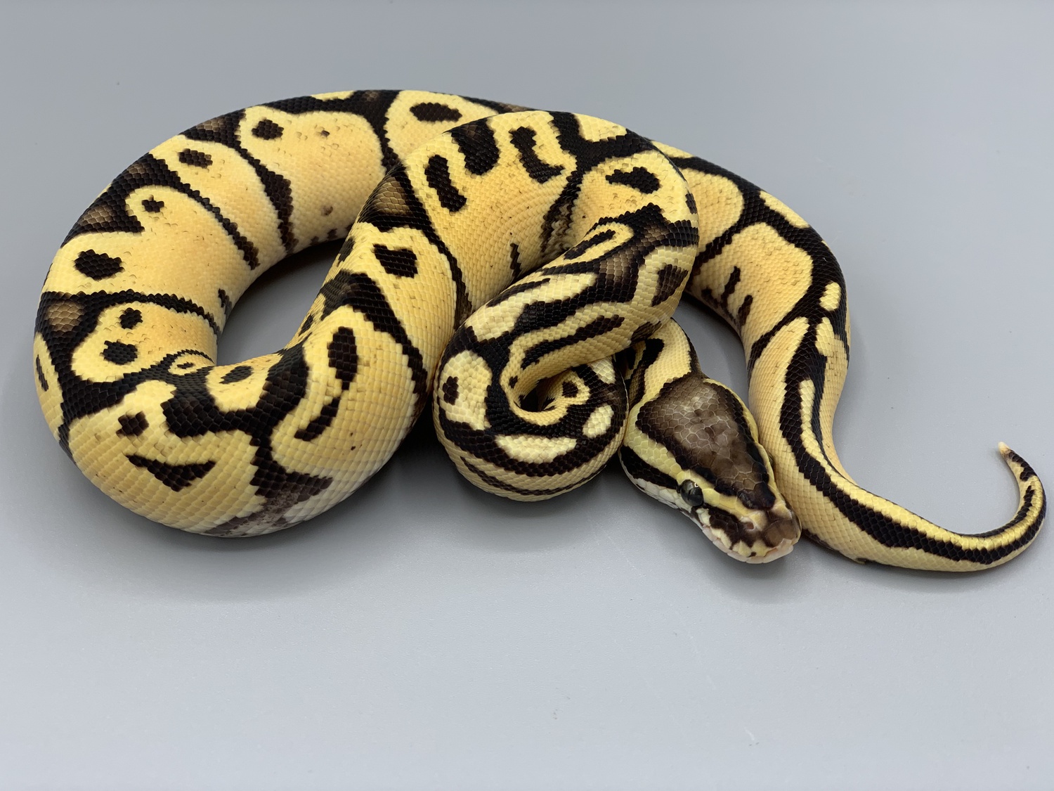 Firefly Mario Ball Python by CTH Reptiles