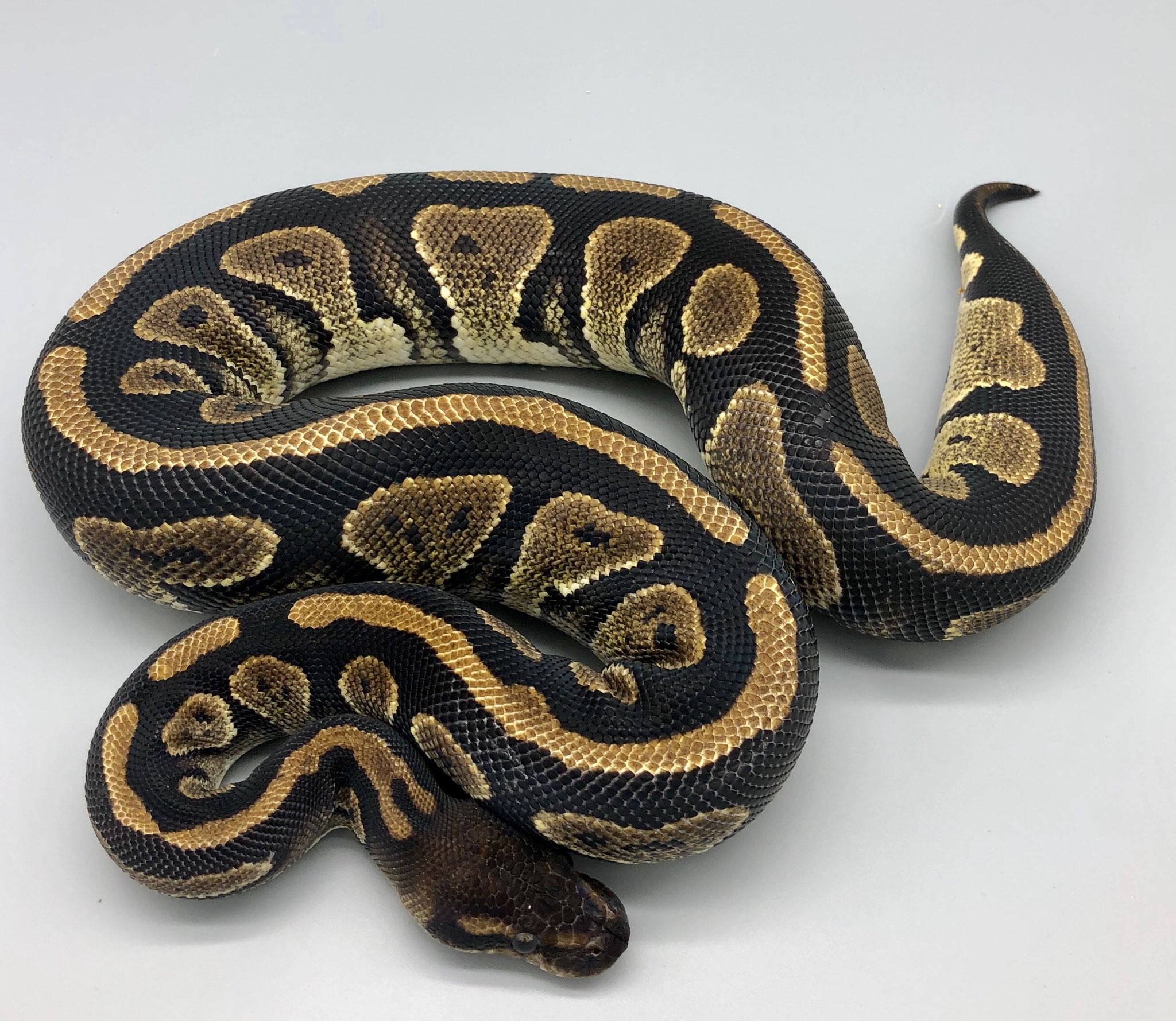 Cinder Ball Python by Herps Etc Reptiles