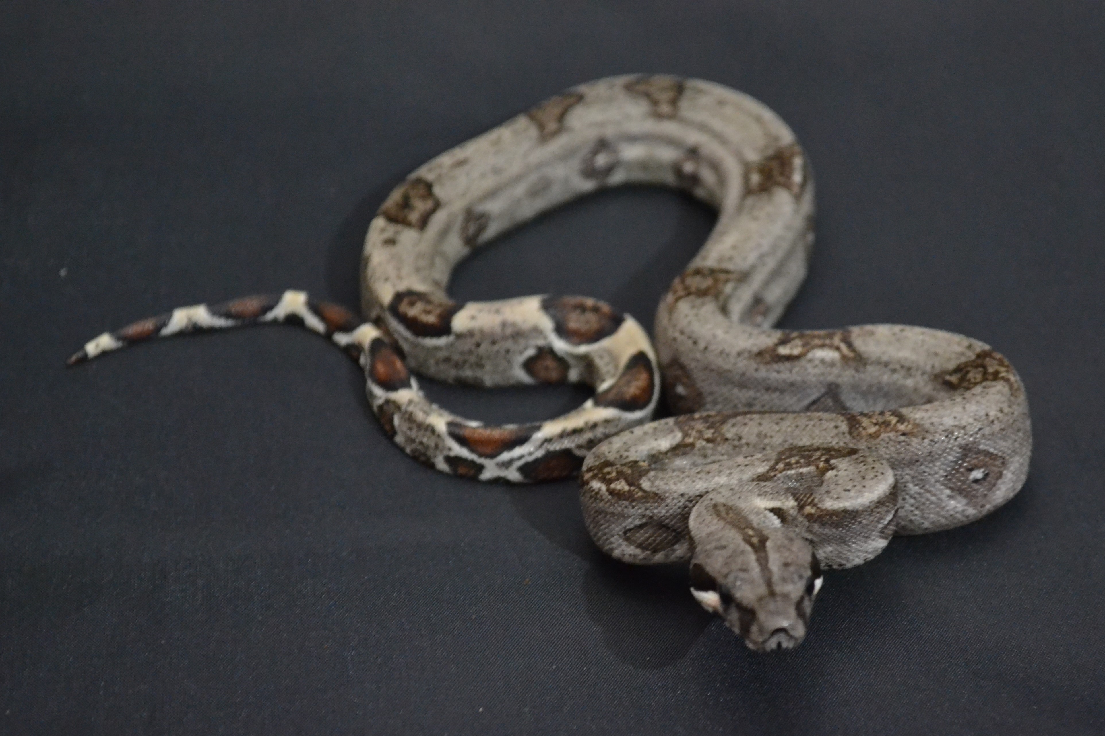 Jungle Boa Constrictor by Redsand Reptiles