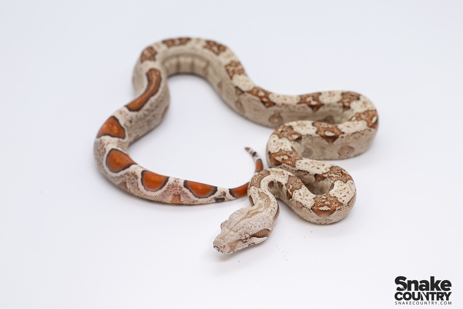 VPI Het Anery Pink Panther Boa Constrictor by Snake Country