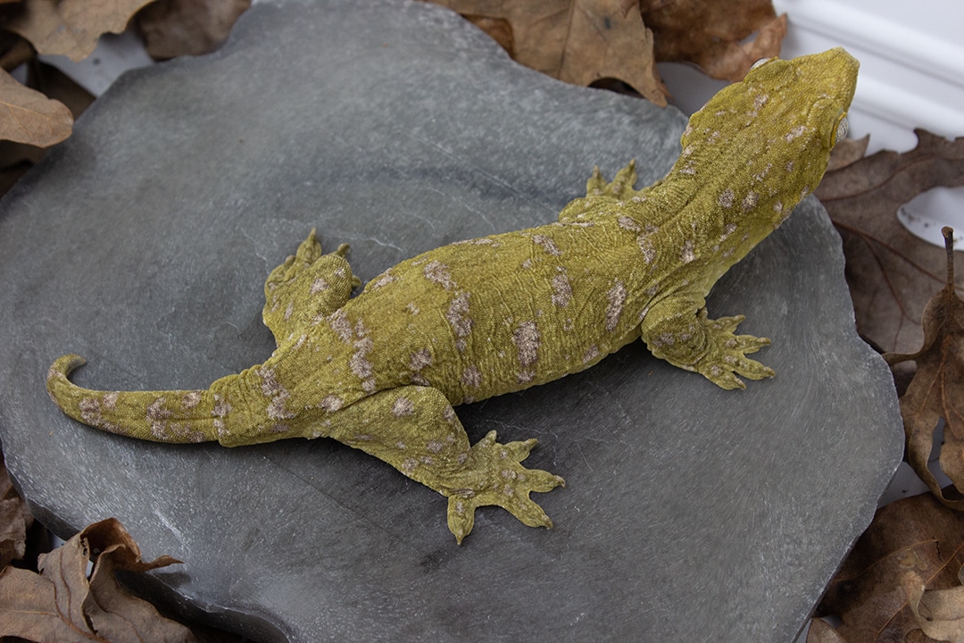 Nuu Ana X Bayo High Color Leachianus Gecko by Crazy Eye Creations