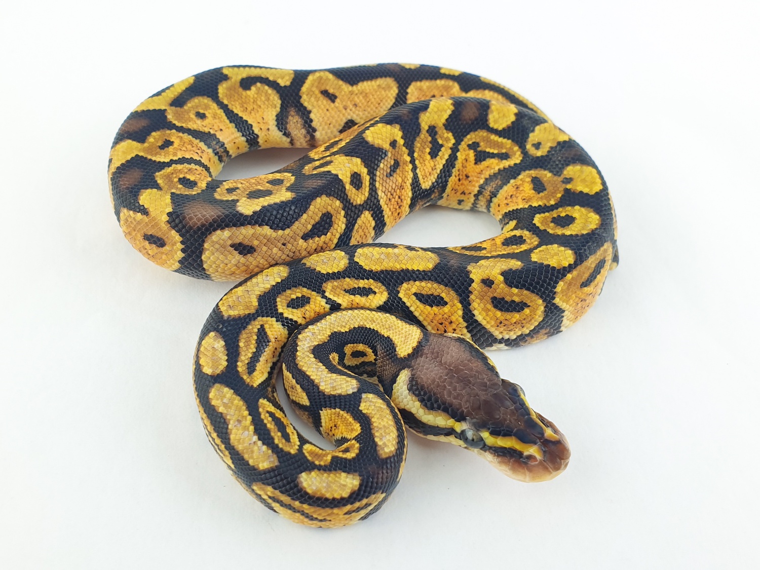 Gravel Pastel Ball Python by Cold Blooded Arts