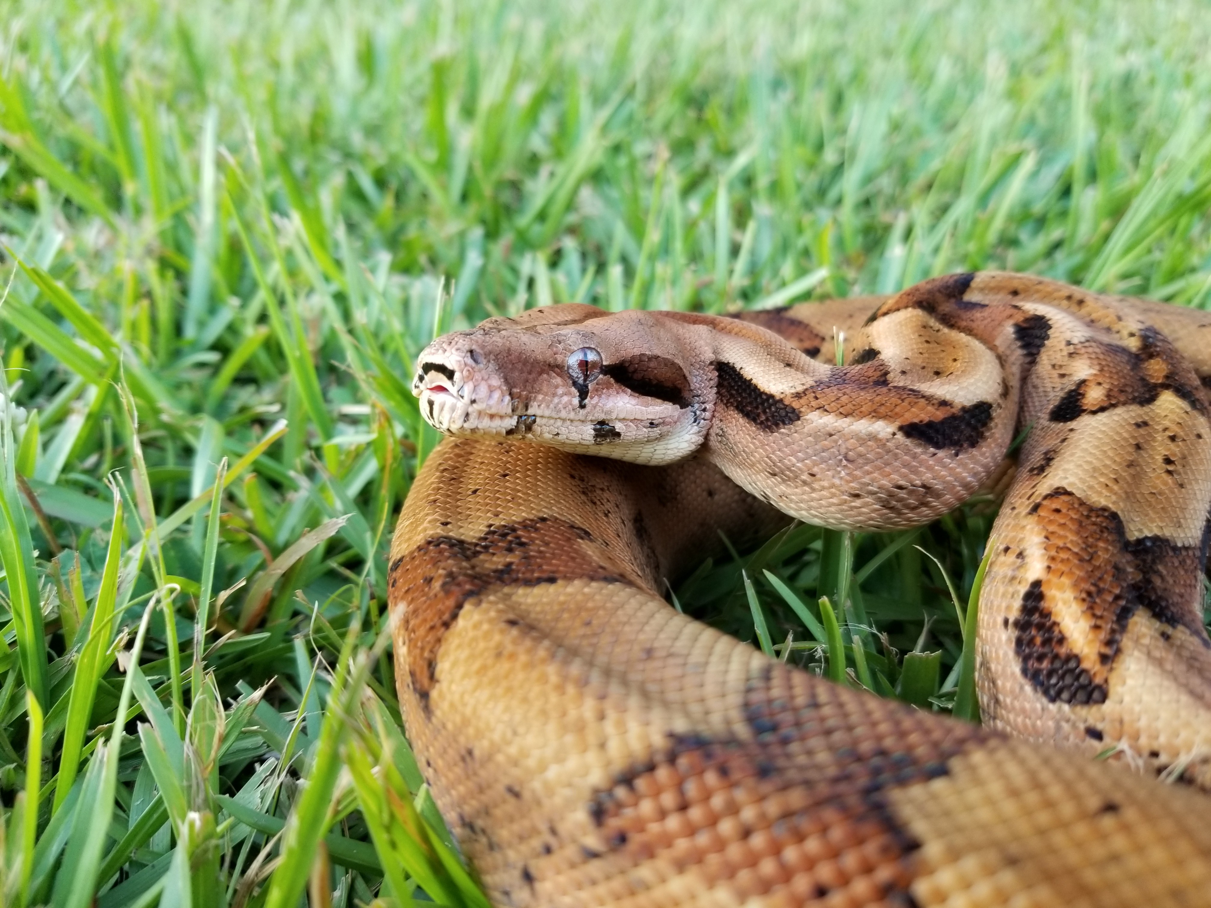 Hypo Boa Constrictor by A&J Exotics