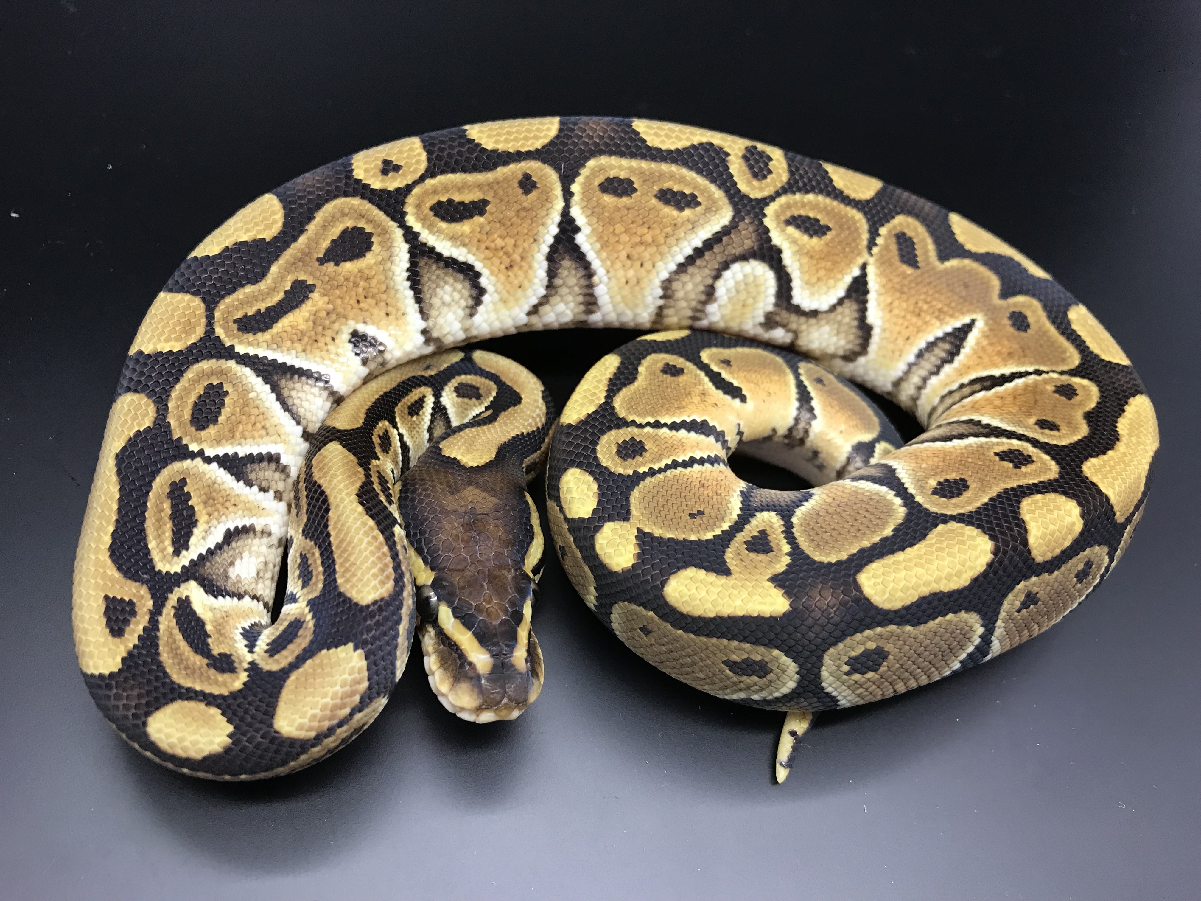 Mocha Ball Python by Wreck room snakes