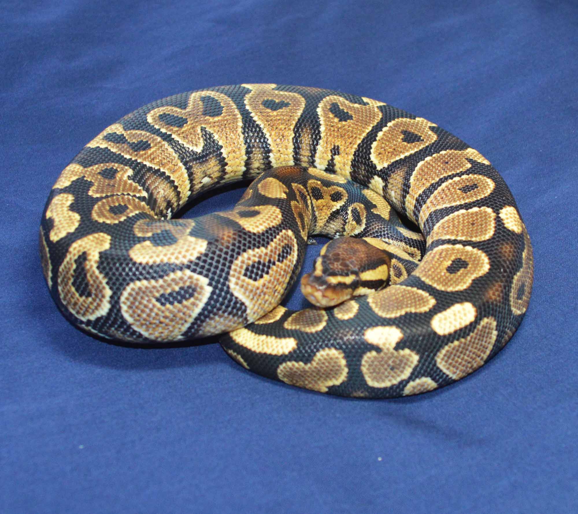 Wookie Ball Python by The Herp Vault