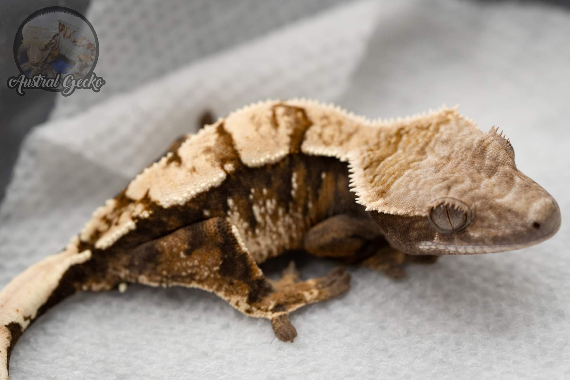 Sable - Crested Gecko Traits - Morphpedia