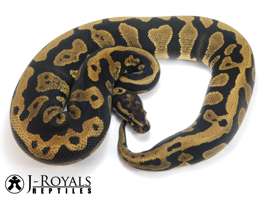 Acid Ball Python by J-Royals Reptiles6