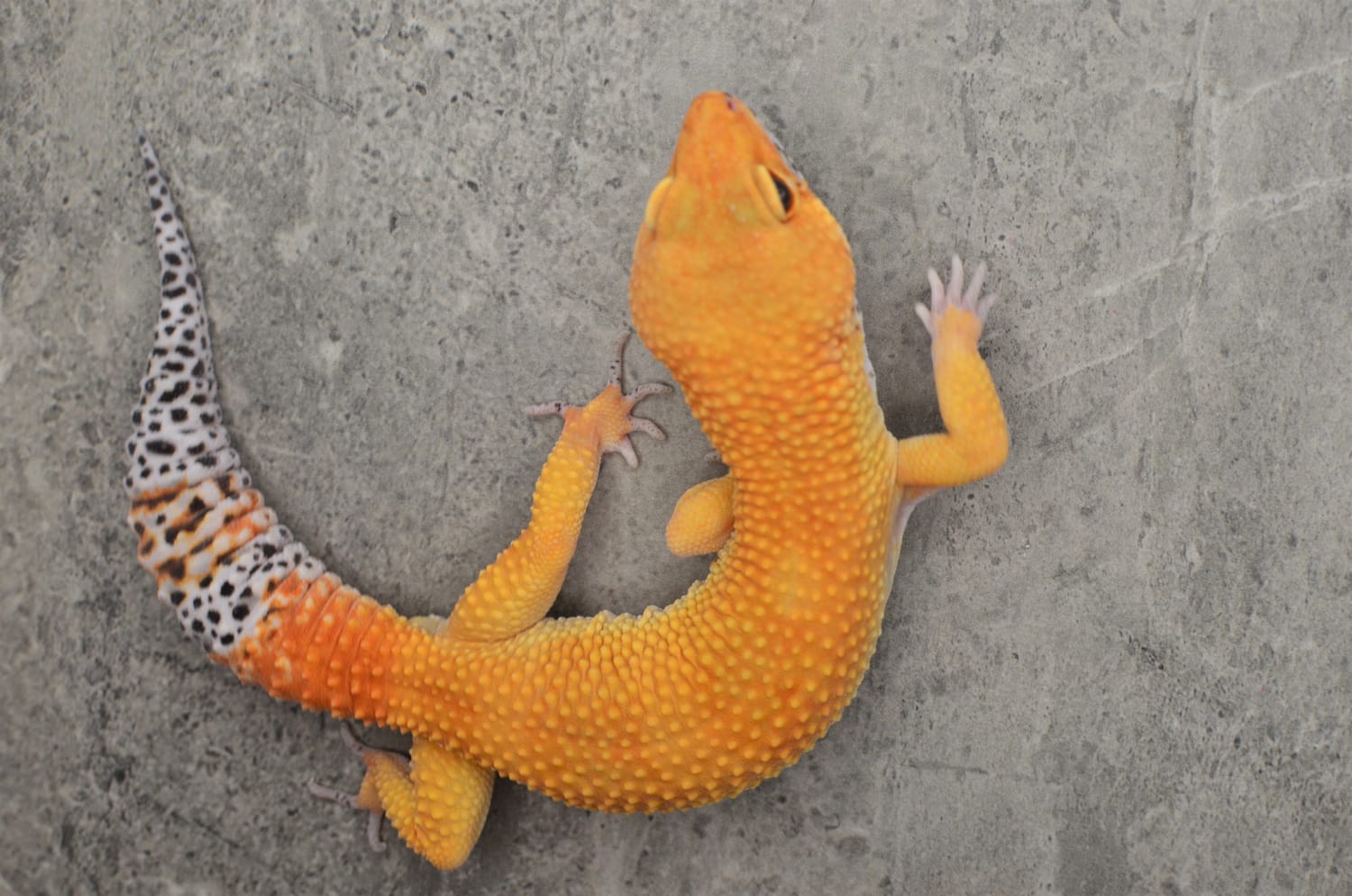 Tango Crush Leopard Gecko by Ed's Bright and Strong Geckos