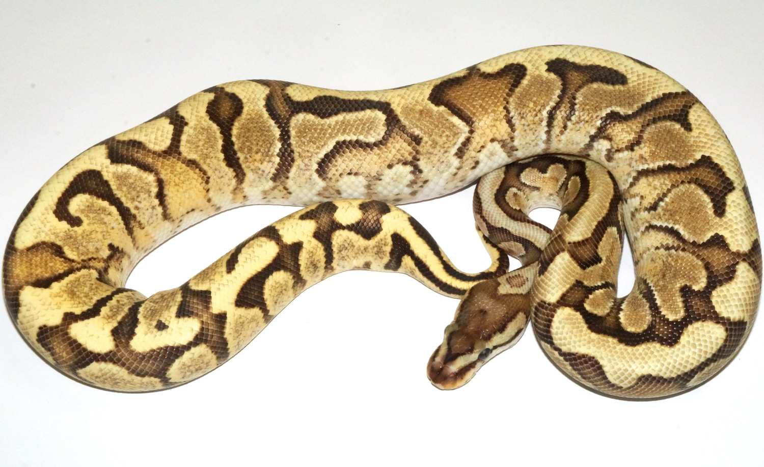 Hidden Gene Woma Mephisto Ball Python by New England Reptile Distributors