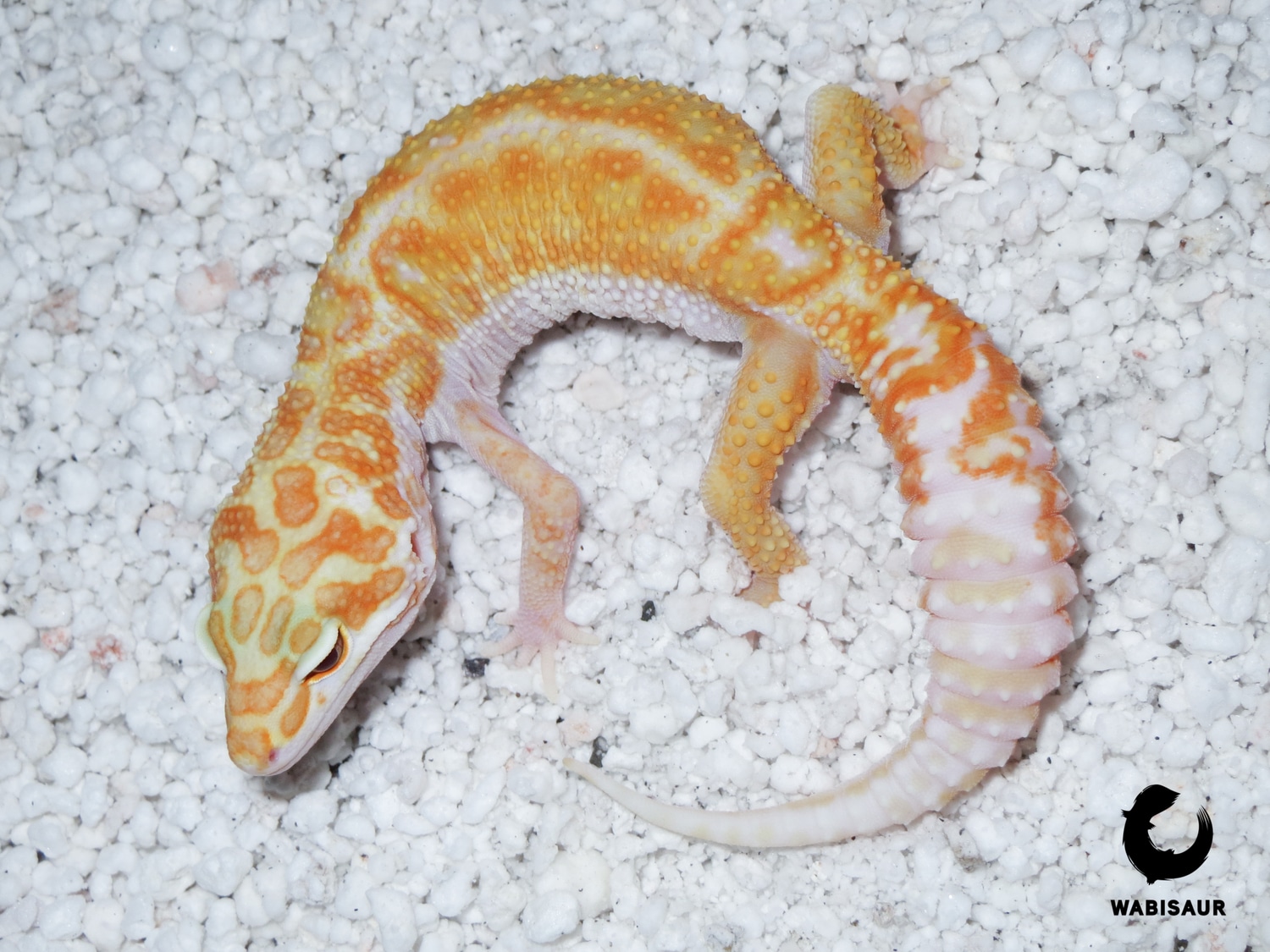 1Tremper Albino (Glow Madness Line) Leopard Gecko by Wabisaur Geckos