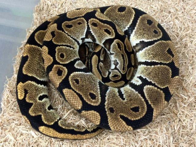 Normal Ball Python by Royal Constrictor Designs