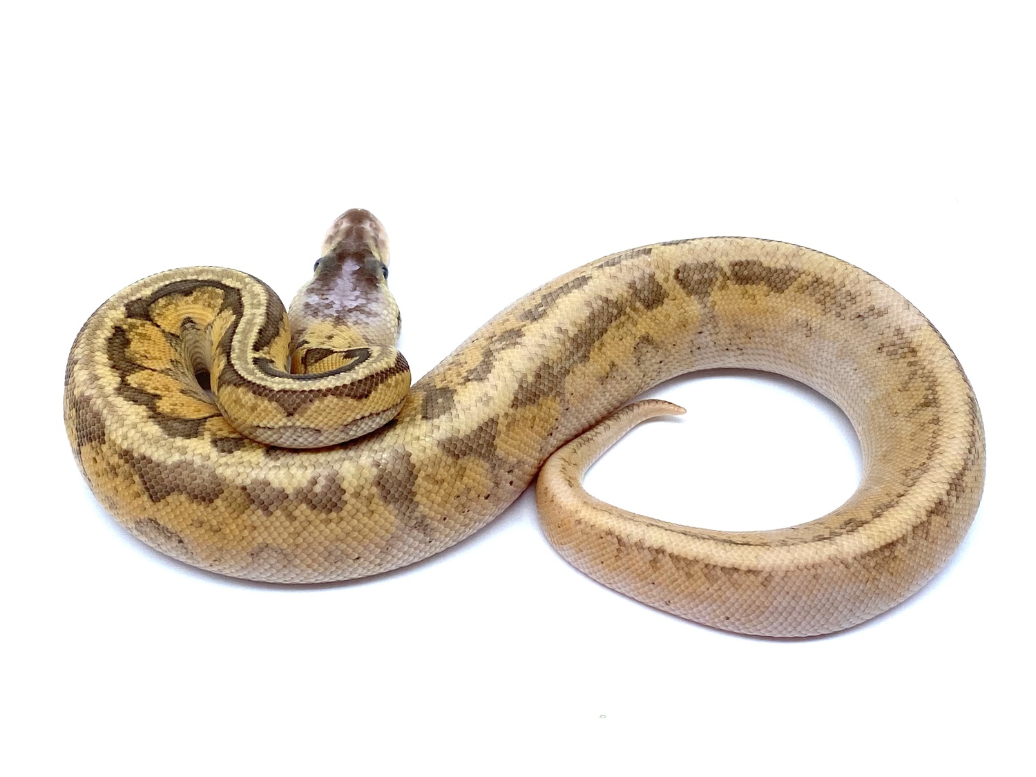 Wookie Pinstripe Pastel Calico OD Ball Python by Ball Python Shed