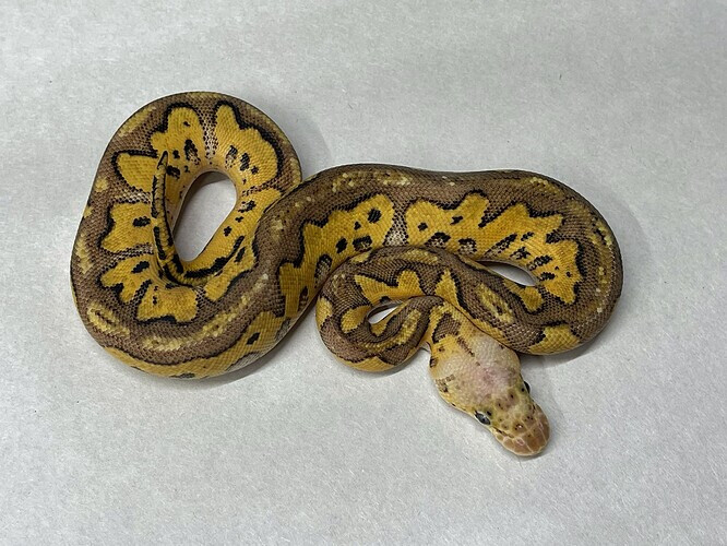 Pastel Super EMG Clown by Jeremy Turgeon