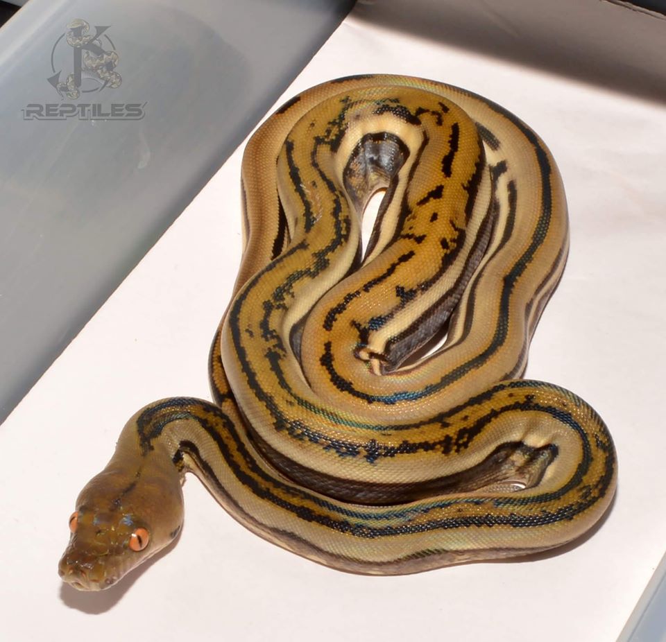 Genetic Stripe Reticulated Python by JK Reptiles