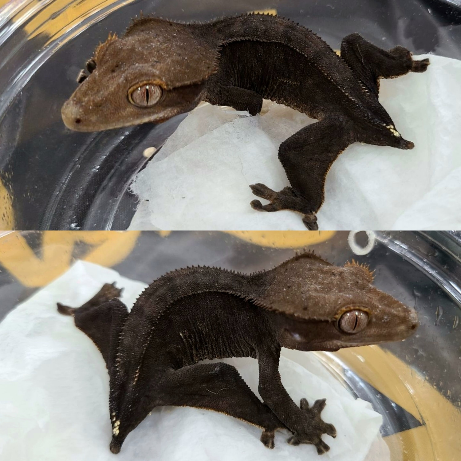 Charcoal Crested Gecko by Sinister G Exotics