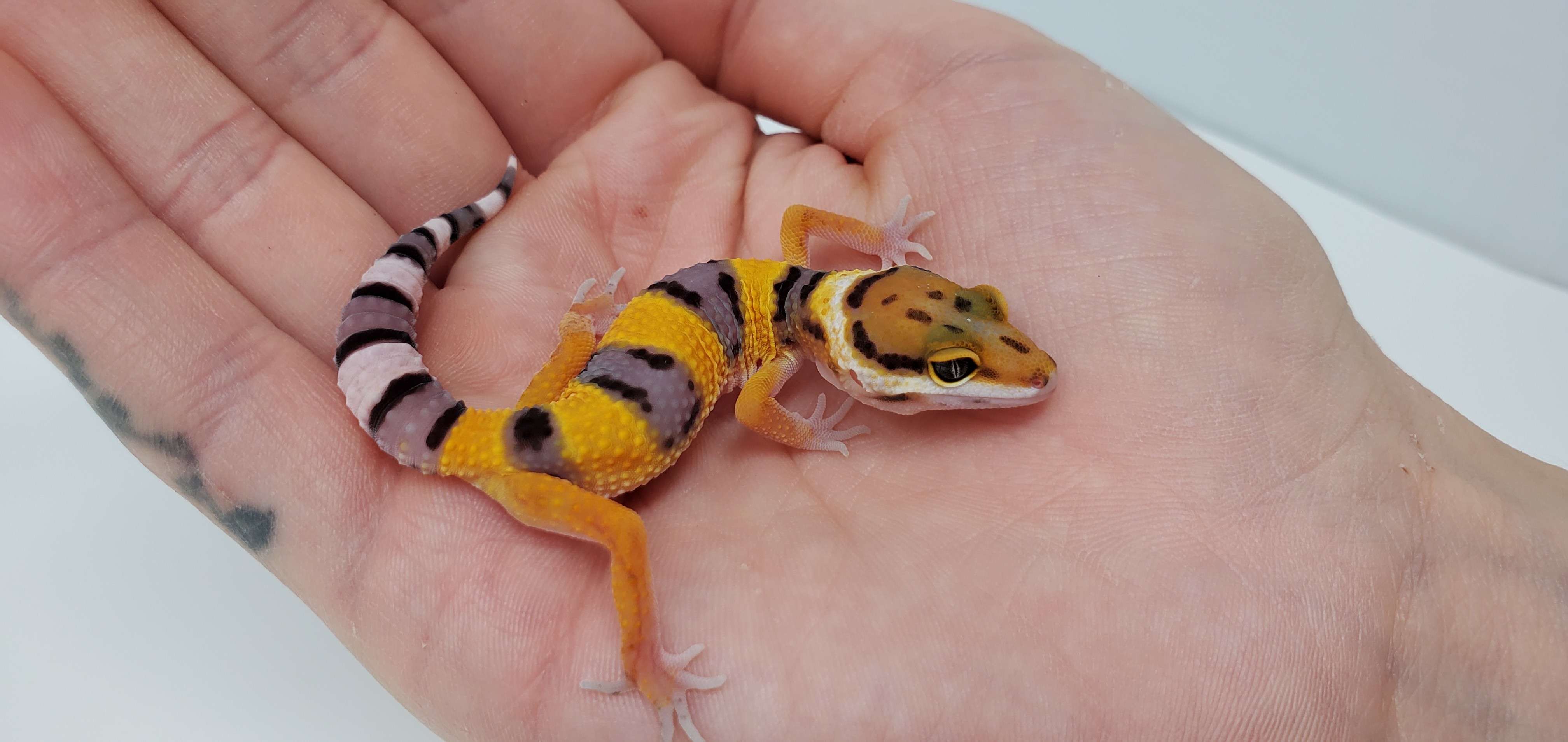 Tangerine Leopard Gecko by Good Guy Reptile Family