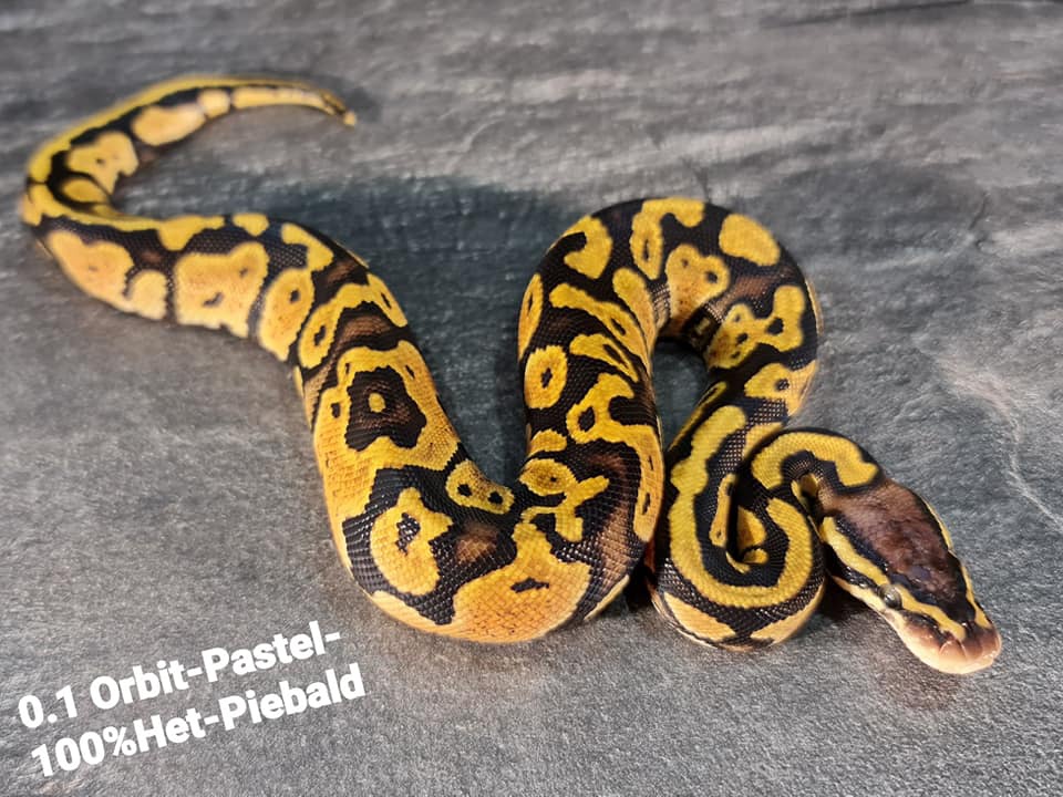 Orbit Pastel 100%Het Piebald Ball Python by Exotic-Animal-Ranch (Jako van Weelden)