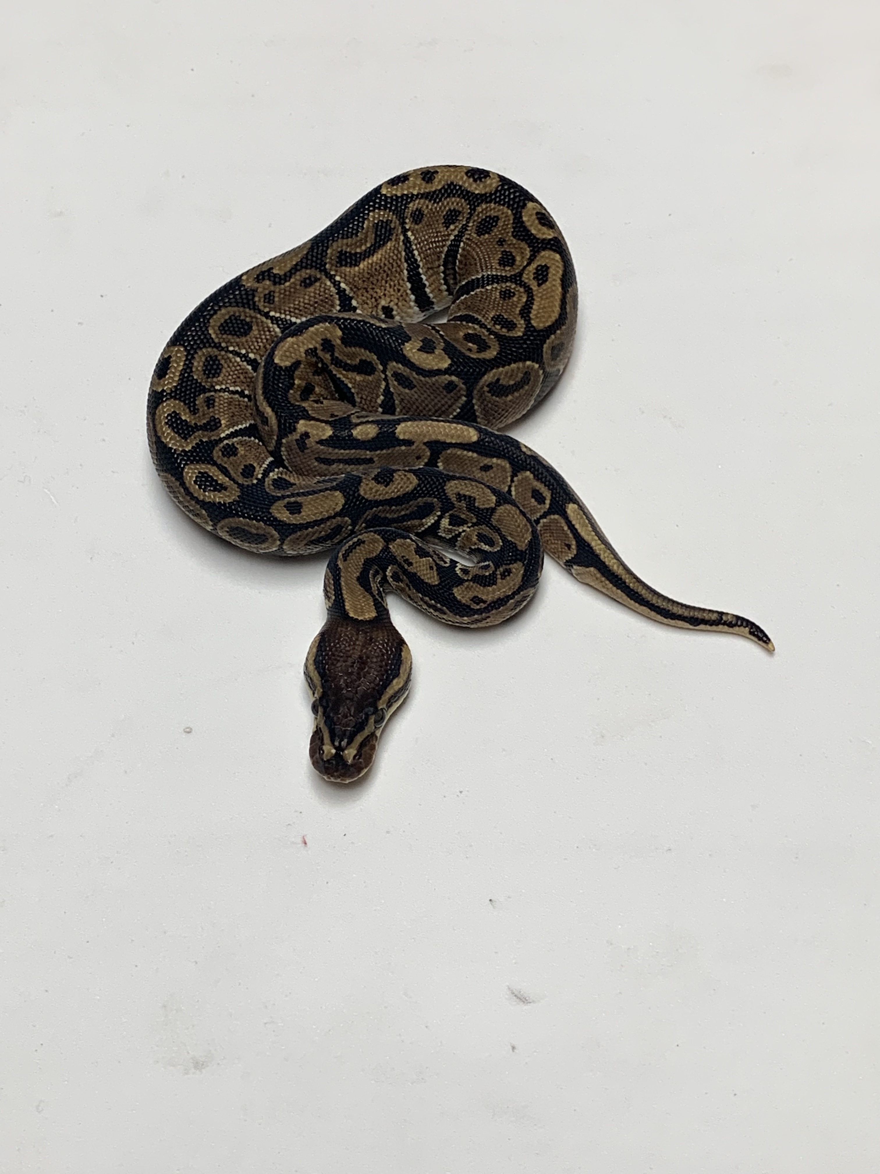 Trick Ball Python by Danner Constrictors
