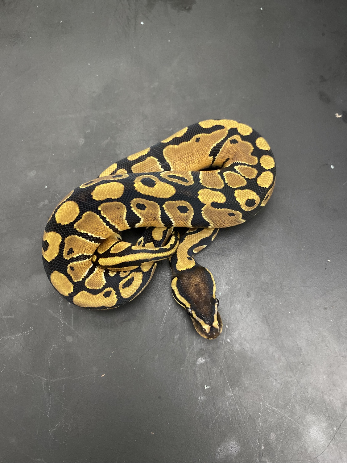 Epic Het Clown Ball Python by Saunders Snakes