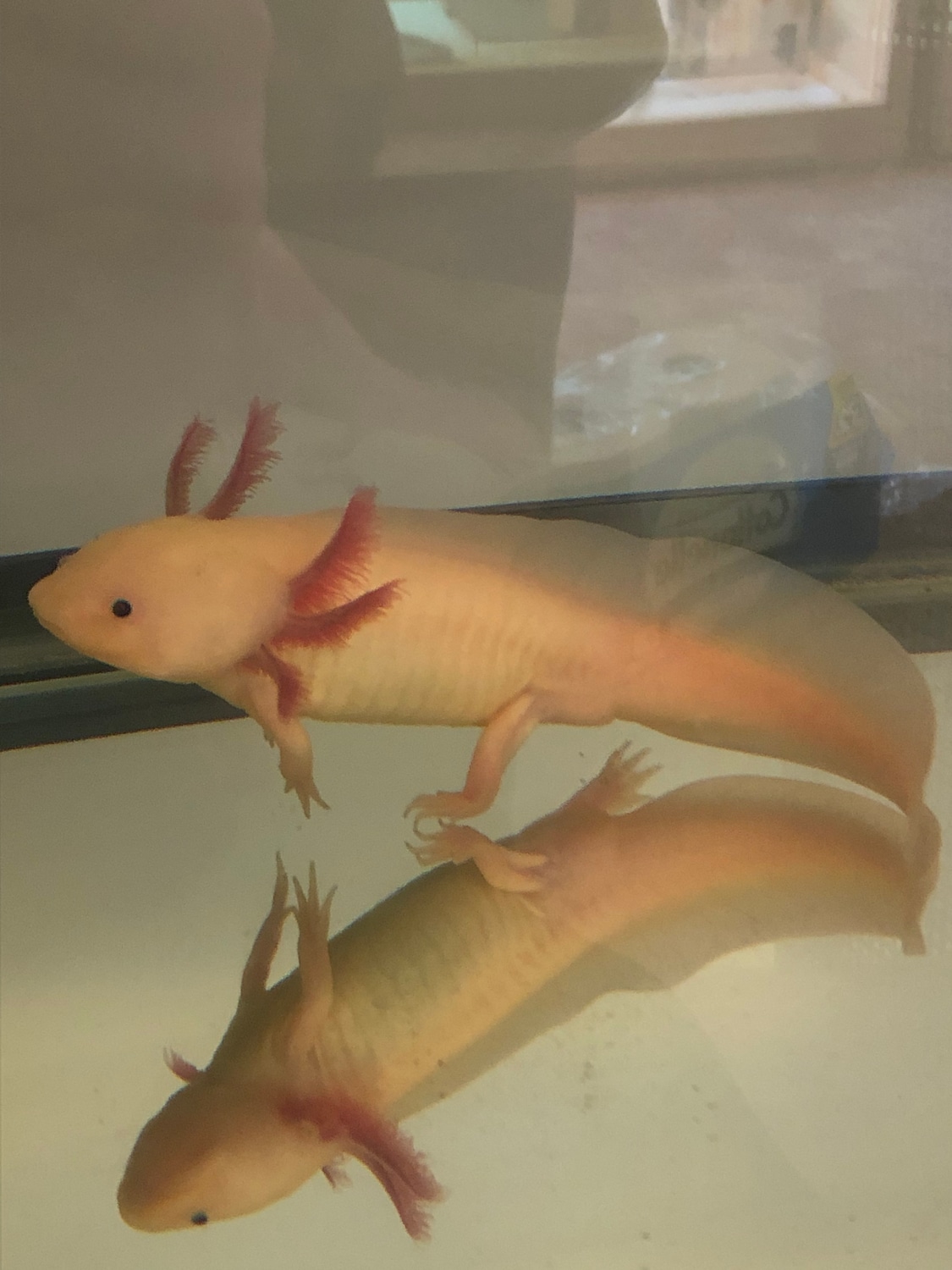 Leucistic Axanthic Axolotl by Deluxe Dragons